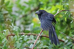 Groove-billed Ani